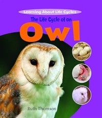 Image of THE LIFE CYCLE OF AN OWL
